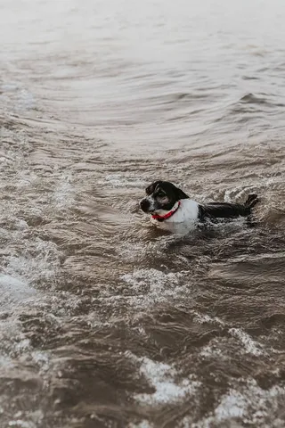 水中的狗