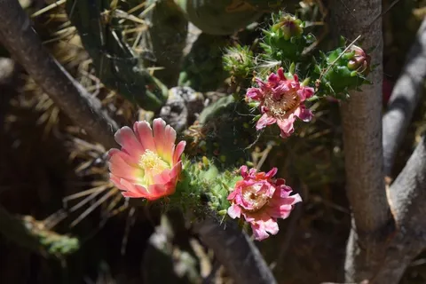仙人掌,花梨,水果,仙人掌温室,仙人掌果实,开花植物,花卉,植物 仙人掌,花梨,水果,仙人掌温室,仙人掌果实,开花植物,花卉,植物