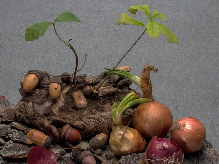 橡子，发芽，幼苗，橡树幼苗，洋葱，洋葱幼苗，食品和饮料，食品