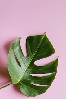 瑞士奶酪叶照片 瑞士奶酪叶照片