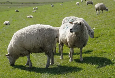 绵羊、羔羊、动物、草、堤坝、nordfriesland、大自然、牲畜 绵羊、羔羊、动物、草、堤坝、nordfriesland、大自然、牲畜