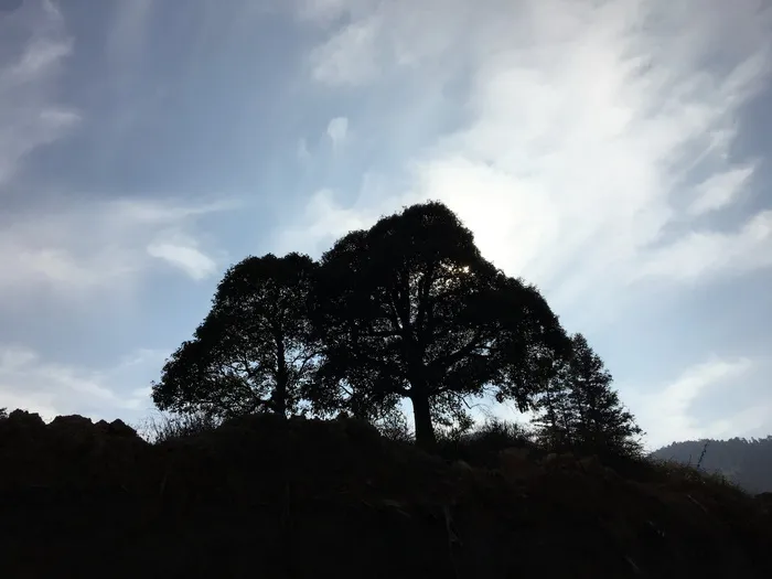 午后的太阳，大树，影子，轮廓，树，天空，云天，植物