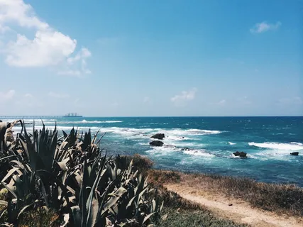 植物,海角,凯撒利亚,以色列国家步道,以色列,龙舌兰科,户外,水 植物,海角,凯撒利亚,以色列国家步道,以色列,龙舌兰科,户外,水