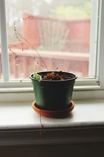 绿色,花瓶,旁边,窗户,棕色,植物,塑料,花盆 绿色,花瓶,旁边,窗户,棕色,植物,塑料,花盆