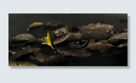 明亮的叶子，鲜活的，绿褐色的，悲伤中的欢乐，突出的，叶子，植物部分，叶子