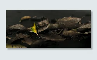 明亮的叶子，鲜活的，绿褐色的，悲伤中的欢乐，突出的，叶子，植物部分，叶子