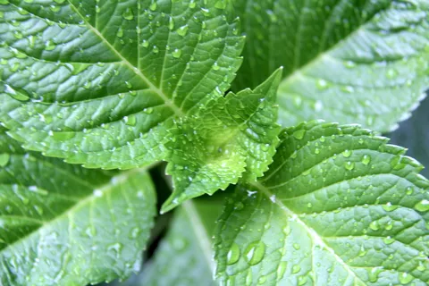 自然,绿叶,绿叶,环境,自然,生长,新鲜,植物 自然,绿叶,绿叶,环境,自然,生长,新鲜,植物