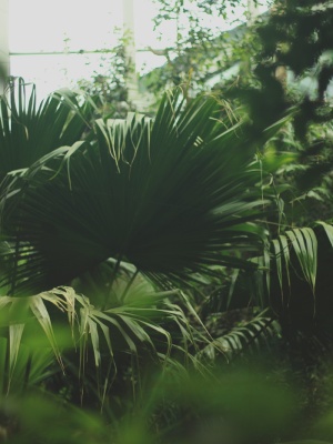 绿叶植物