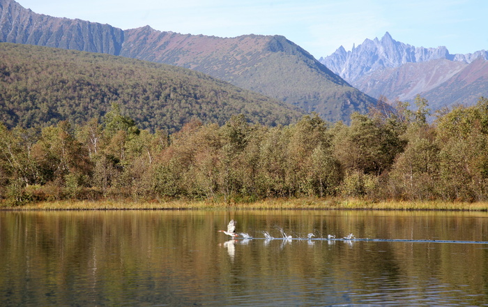 水，湖，自然，倒影，山，森林，夏天，风景