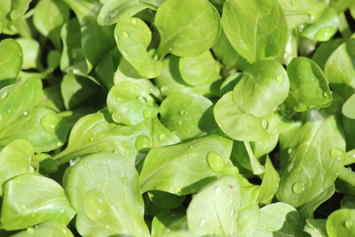 green、šalát、门票、门票、沙拉、新鲜食品、全框架、食品和饮料