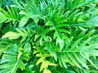 采购产品叶子，植物，盆栽植物，罐子，花瓶，陶器，植物，草药