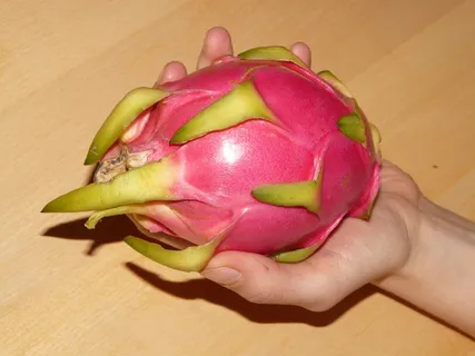火龙果,火龙果,火龙果,火龙果,仙人掌温室,水果,食用,食品 火龙果,火龙果,火龙果,火龙果,仙人掌温室,水果,食用,食品