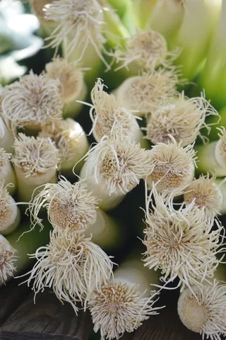 韭菜，根法，根，葱，葱，宽叶韭菜，冬韭菜，大葱