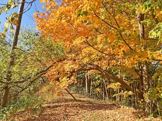 树，植物，枫树，树叶，多伦多，唐河谷公园，加拿大，树干