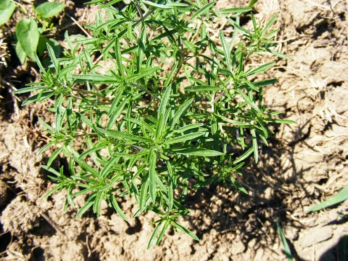 防腐剂，芳香，c10h14，唇形科，薄荷，百里香，百里香，植物