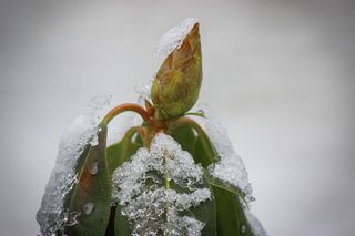 花, 自然, 美丽, 植物, 桌面, 冬天, 寒冷, 雪