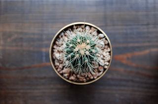 仙人掌，盆栽植物，黄铜，刺，硬木，植物，肉质，肉质