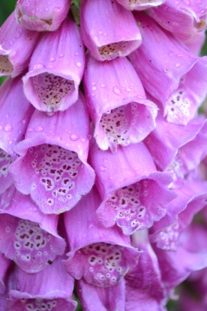 毛地黄、野生、特写、自然、紫色、淡紫色、花朵、喇叭