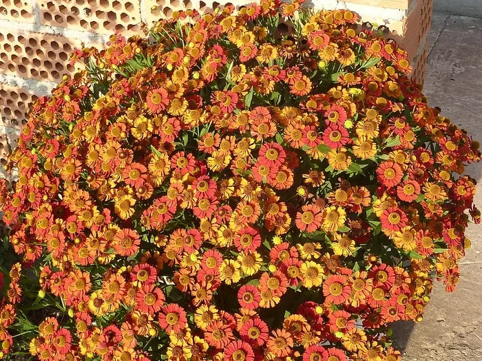 花，紫堇，桔子，花朵，花园，花，开花植物，植物