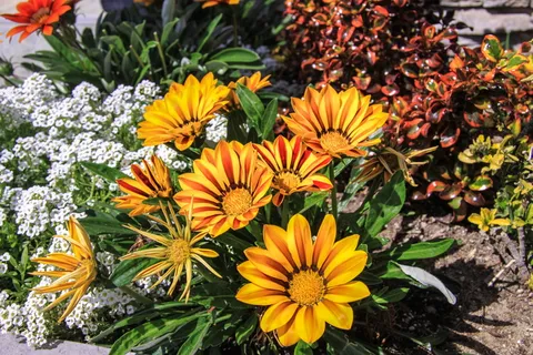 花,9月1日,班级,课程,花束,假期,制服,学习 花,9月1日,班级,课程,花束,假期,制服,学习