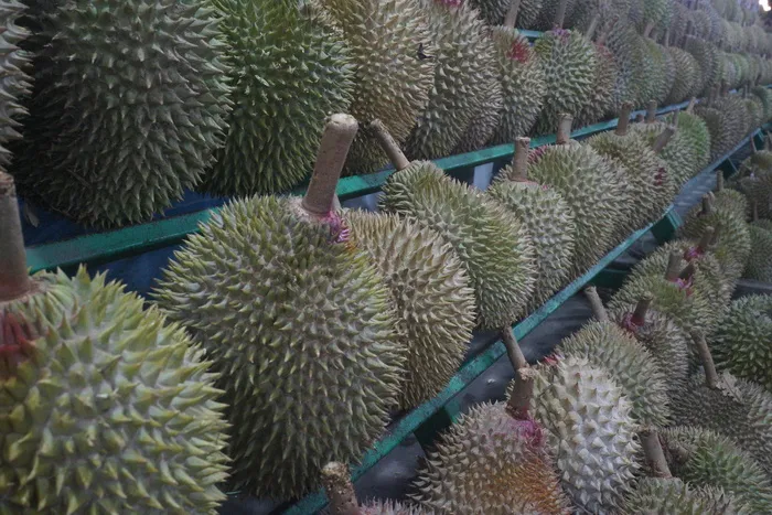 榴莲果，水果之王，热带，美味，多刺水果，马来西亚，水果，没有人