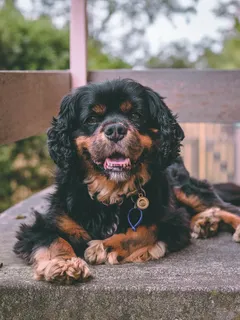成年黑褐色骑士查尔斯国王猎犬躺在灰色表面特写照片 成年黑褐色骑士查尔斯国王猎犬躺在灰色表面特写照片