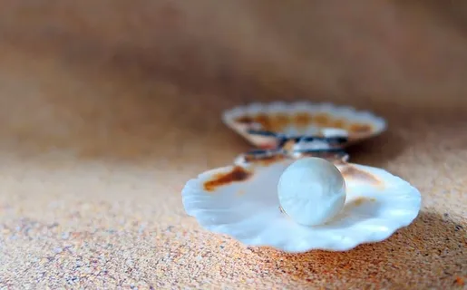 贝壳,海滩珍珠,海滩,沙滩,贝壳,大海,特写,珍珠母 贝壳,海滩珍珠,海滩,沙滩,贝壳,大海,特写,珍珠母