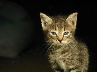 猫，毛皮，犬舍，动物，哺乳动物，动物主题，动物，家养