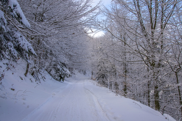 寒冷、下雪、道路、景观、树枝、森林、严寒、霜冻