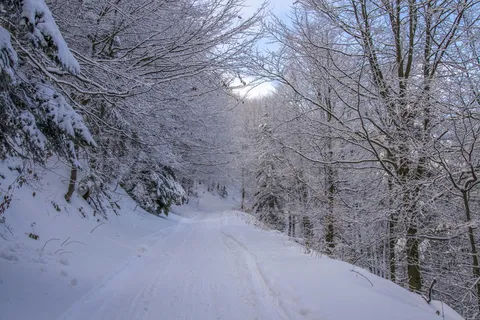 寒冷、下雪、道路、景观、树枝、森林、严寒、霜冻 寒冷、下雪、道路、景观、树枝、森林、严寒、霜冻