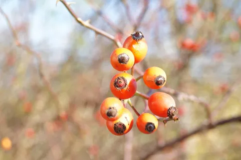 玫瑰果, 宏, 臀部, 秋季, 树枝, 水果, 食品和饮料, 餐饮