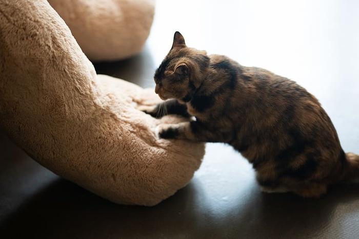 猫玩毛绒玩具的照片