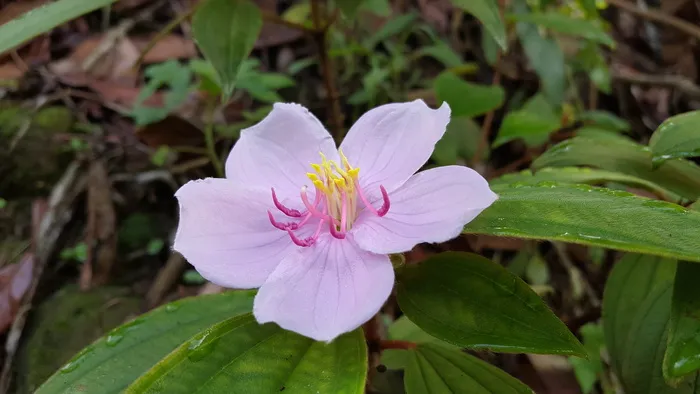 花卉，粉色，花卉，*，本土，粉色花卉，*本土花卉，植物