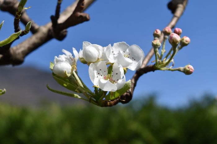 然而，花儿，梨树，春天，梨树，梨树，苹果，梨树，盛开