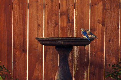 东部，蓝鸟，幼鸟，水盆，东部蓝鸟，德克萨斯州，木质材料，无人