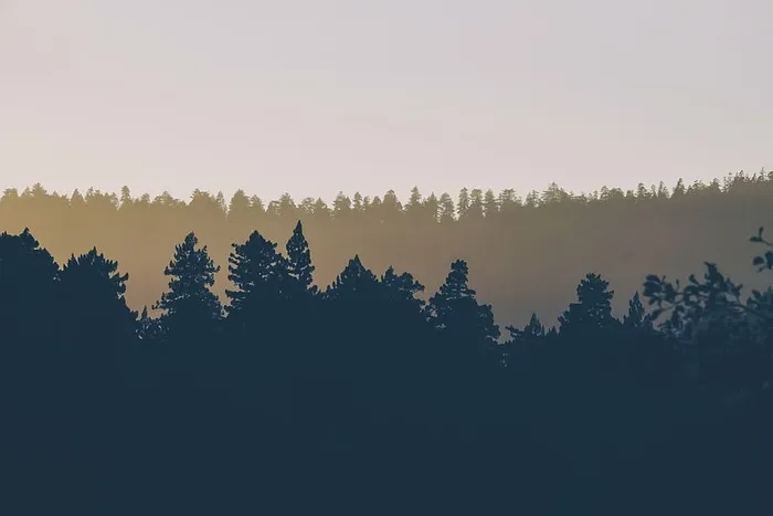 背景、雾、森林、山、山、自然、天空、日出