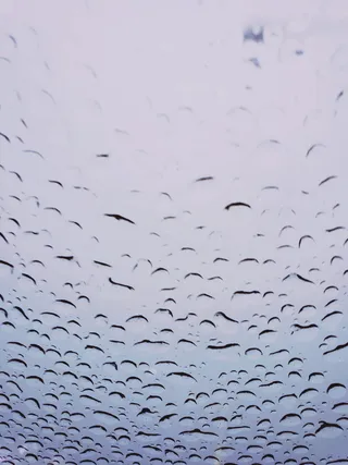 羊群，动物，鸟，美国，26630 n dixie hwy，perrysburg，降落伞，乌鸦