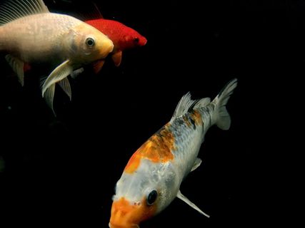 动物，鱼，金鱼，水，嘴，水生，手臂，毯子