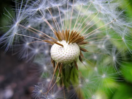 白花摄影 白花摄影