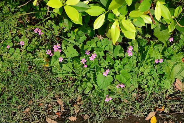 叶，植物，生物，花，开花植物，生长，自然之美，新鲜