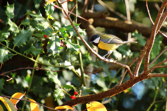 山雀，鸟，鸣鸟，可爱，小鸟，花园，羽毛，觅食