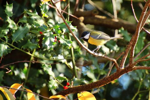 山雀，鸟，鸣鸟，可爱，小鸟，花园，羽毛，觅食