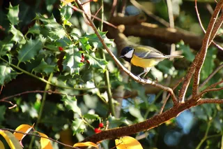 山雀，鸟，鸣鸟，可爱，小鸟，花园，羽毛，觅食