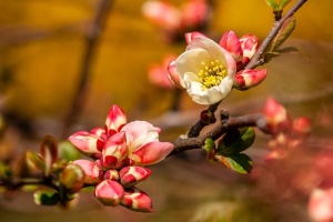 红色和白色的花，植物，芽，花，芽，花，花粉，花瓣