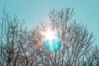 光, 耀斑, 阳光, 天空, 夏天, 树, 热带, 树