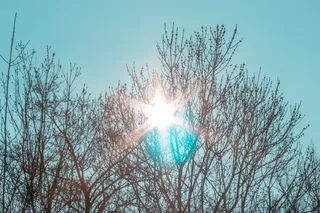 光, 耀斑, 阳光, 天空, 夏天, 树, 热带, 树