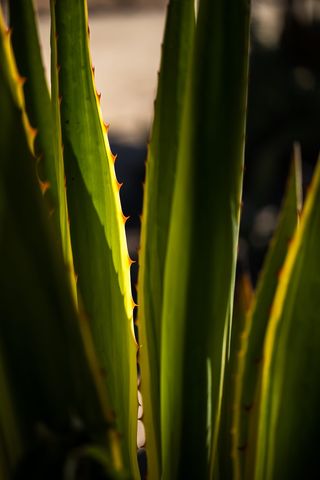 生长，植物，绿色，特写，植物部分，自然之美，自然，叶子