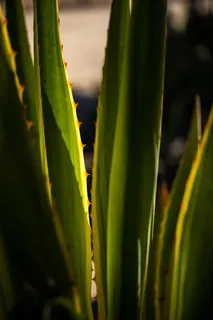 生长,植物,绿色,特写,植物部分,自然之美,自然,叶子 生长,植物,绿色,特写,植物部分,自然之美,自然,叶子