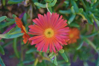 花，橙花，毛地板，多汁植物，花瓣，花瓣橙色，美丽的花，花橙色