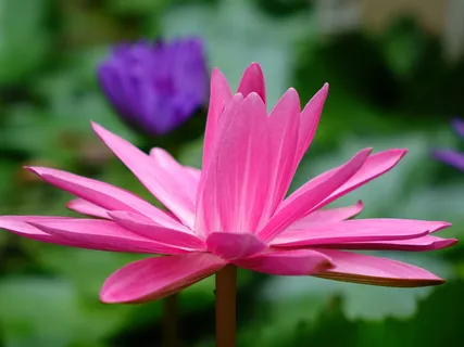 蓮 碧花,红,蓮, 毕,花,蓮 碧花,红的,晚上开的花,荷花 蓮 碧花,红,蓮, 毕,花,蓮 碧花,红的,晚上开的花,荷花